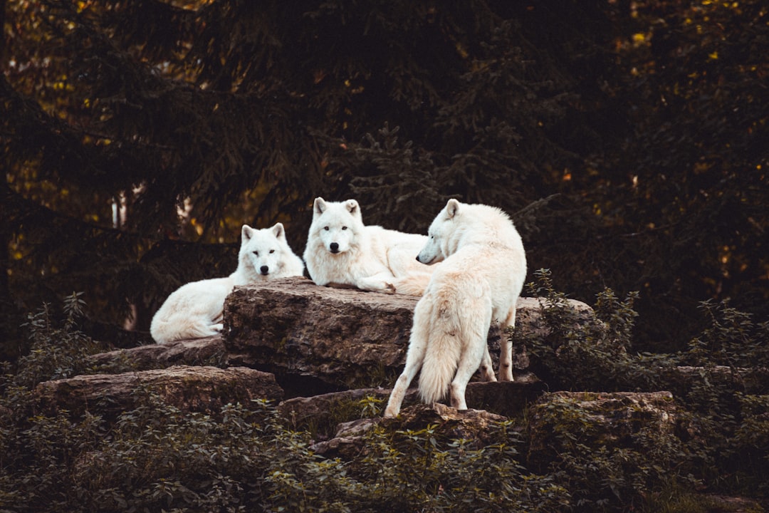  three white dogs surrounded by trees arctic wolf