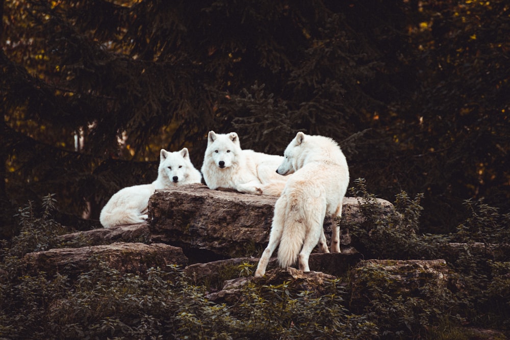 tre cani bianchi circondati da alberi