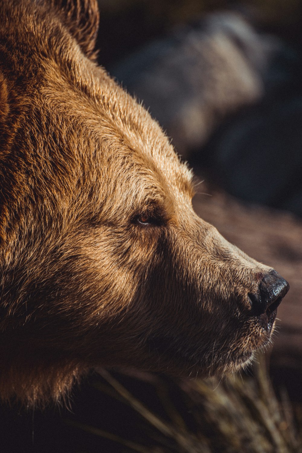 closeup photography of brown bear