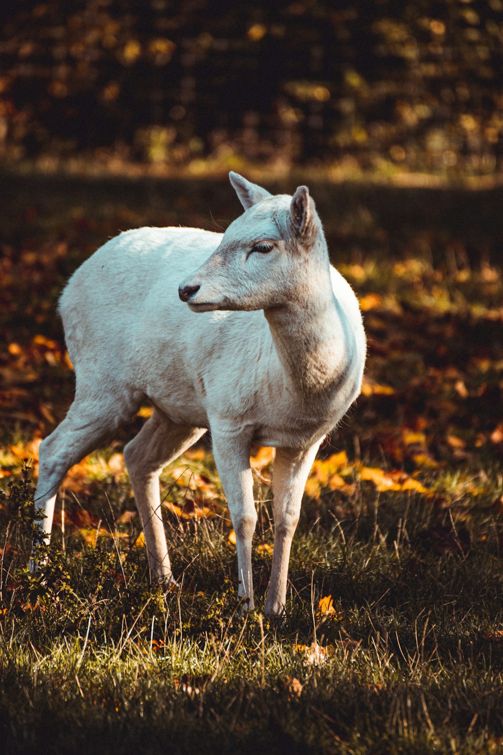 white goat on the grass field photograph