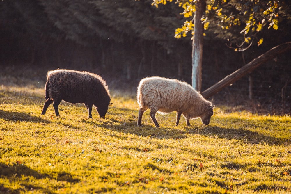 two black and white sheep eating grass on field