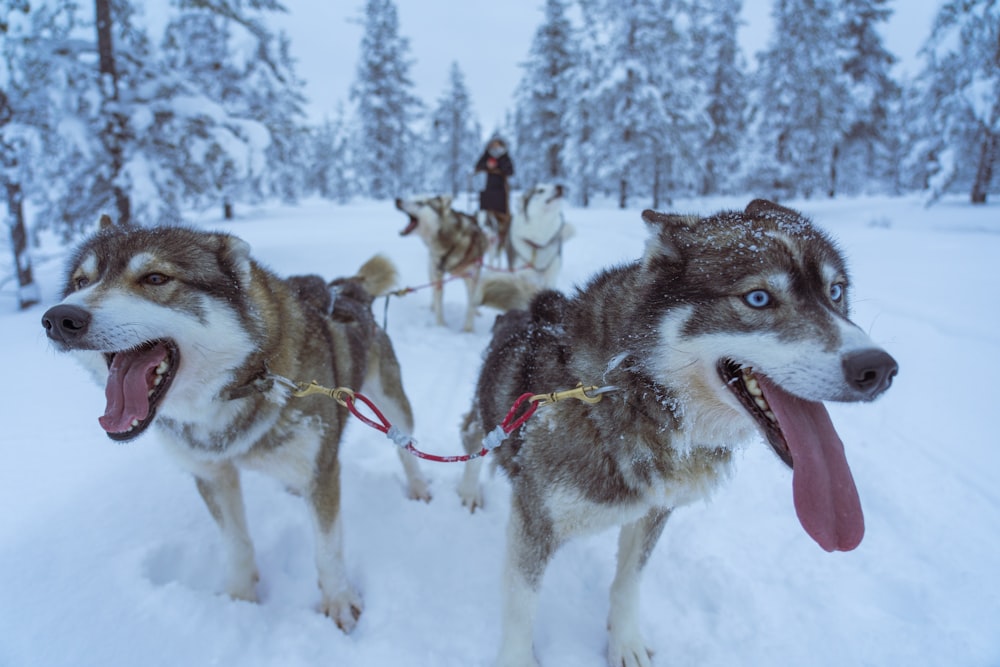 brown and white Siberian huskies on snowy field