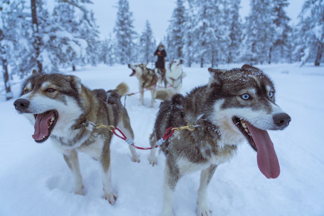 brown and white Siberian huskies on snowy field, Huskey ride in Lapland<p></figure>