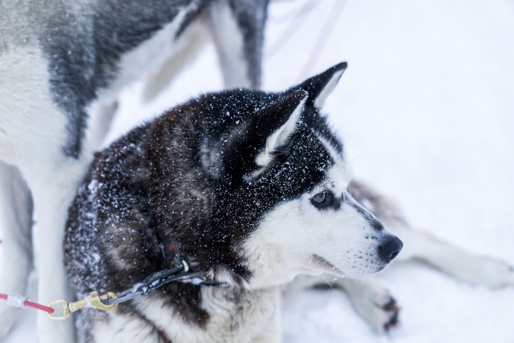 black and white Siberian husky