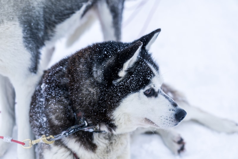 Siberian Husky in Bielefeld