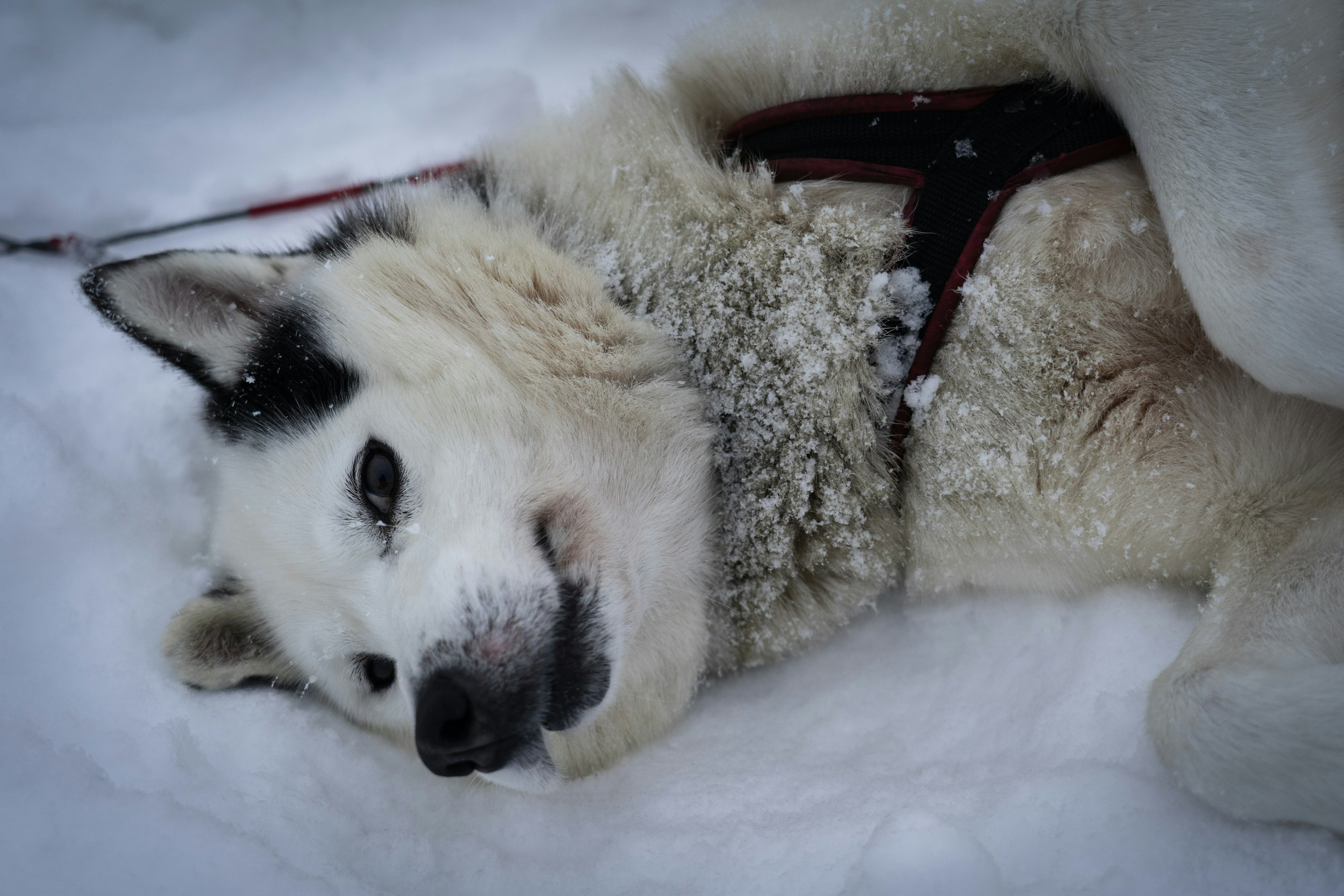 Are Siberian Huskies Smart?