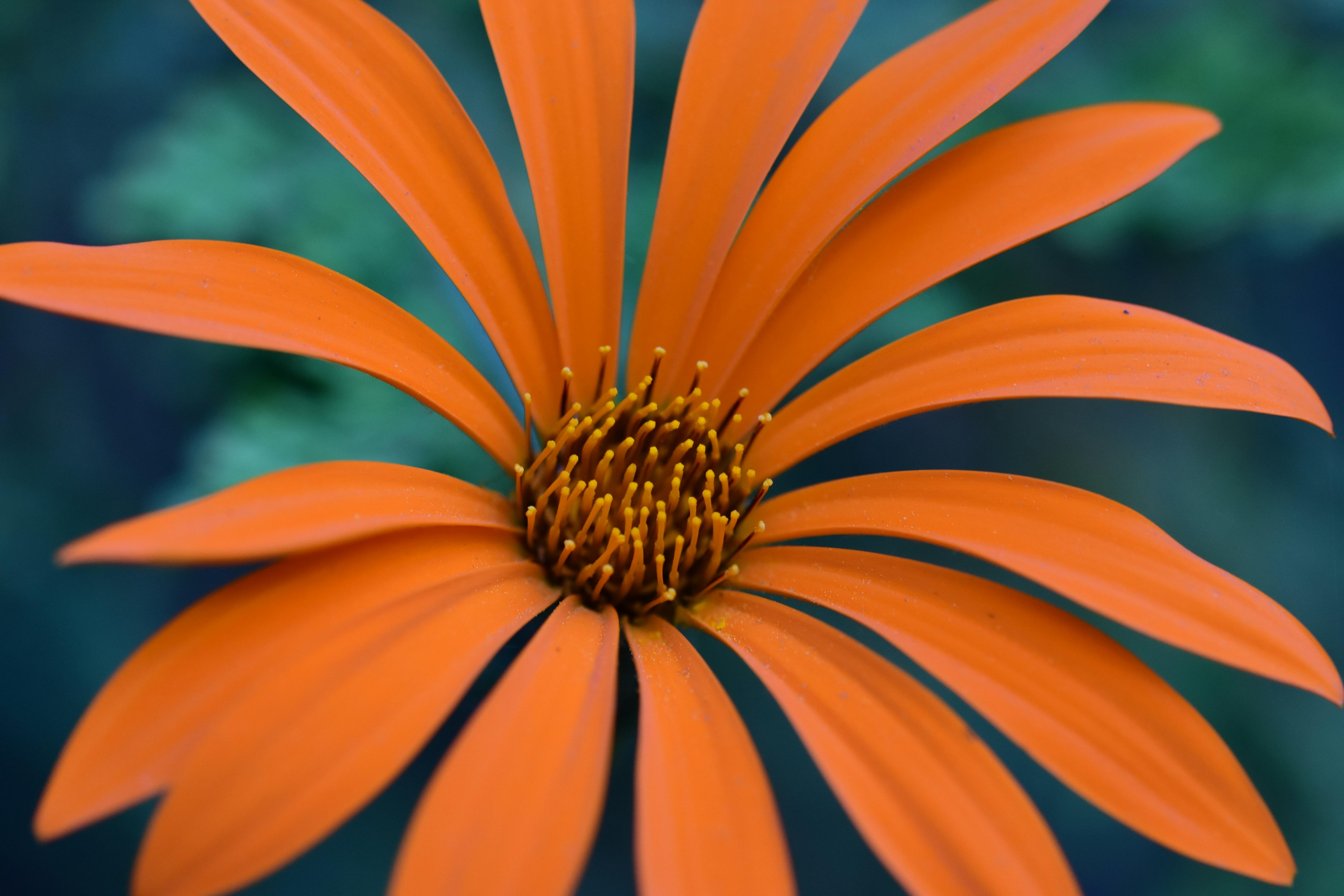 ガーベラの花のセレクティブ フォーカス写真の写真 Unsplashで見つけるバリローチェの無料写真