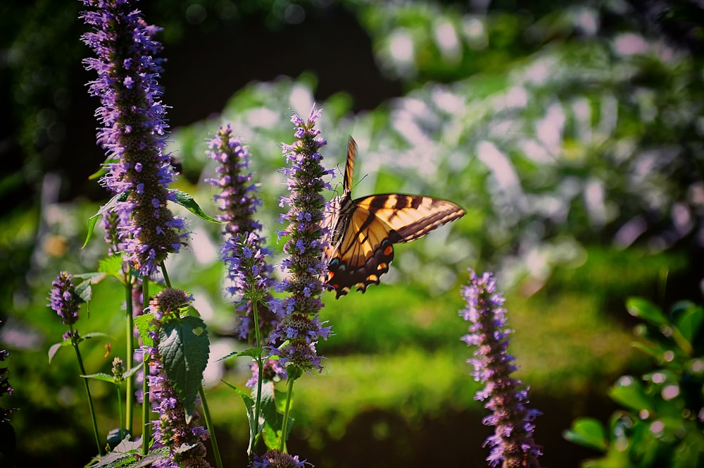 mariposa marrón en flor