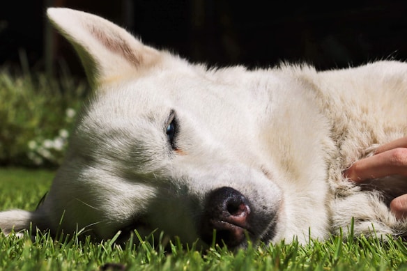 A white dog is lying peacefully on a patch of green grass with its eyes gently closed. The dog's fur looks soft and clean, and its single visible blue eye is captivating. A hand is gently petting the dog's neck, providing a sense of comfort and relaxation. The background is blurred with hints of more greenery.