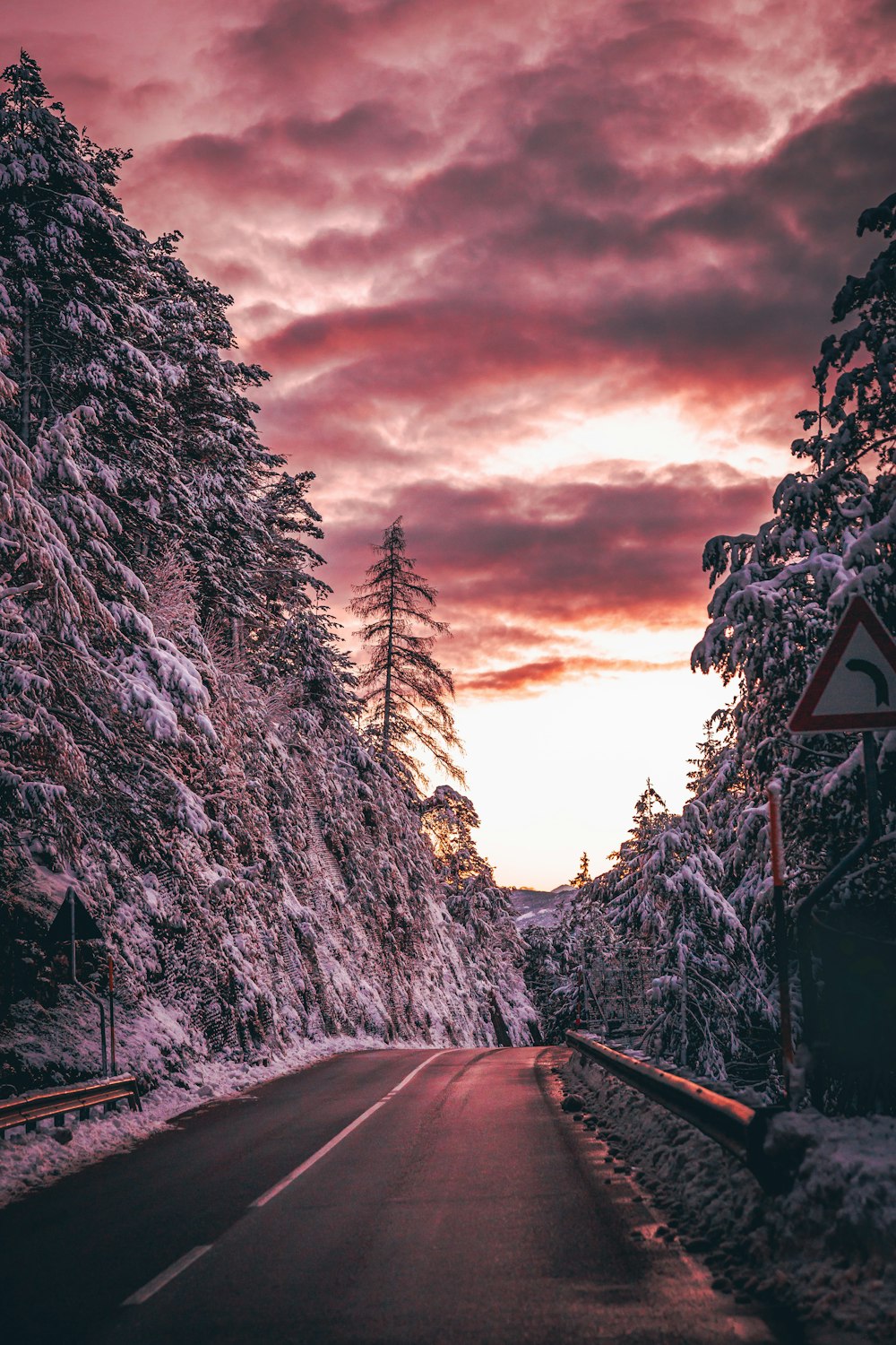 road beside snow covered trees during day