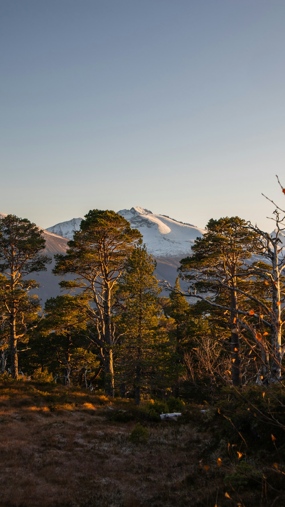 fotografia de árvores da floresta