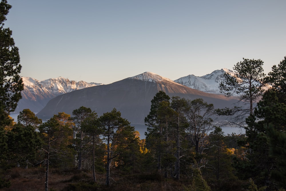 green trees and glacier mountains at the distance