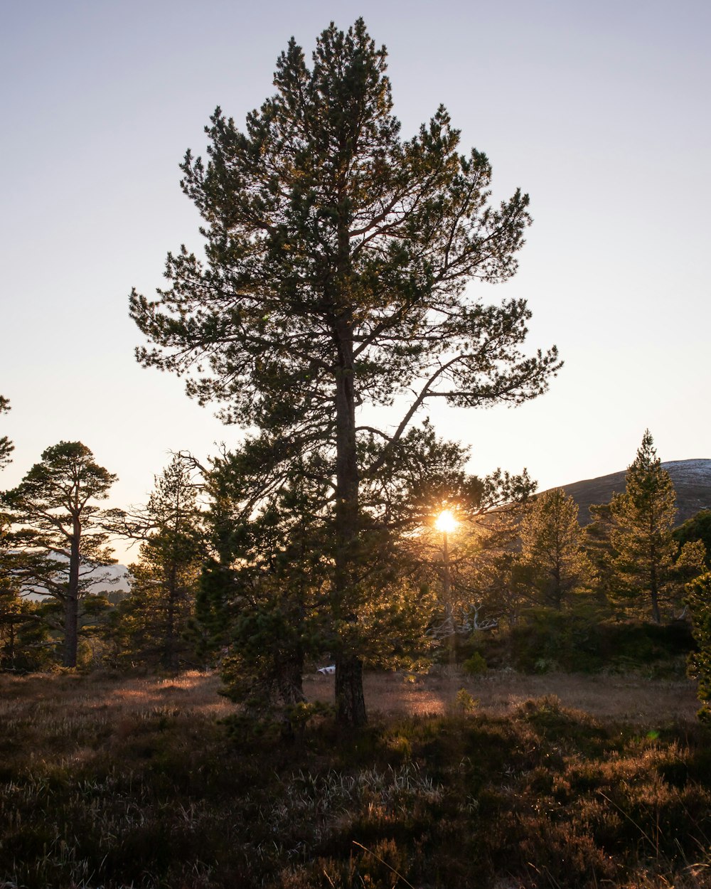 view photography of green-leafed trees