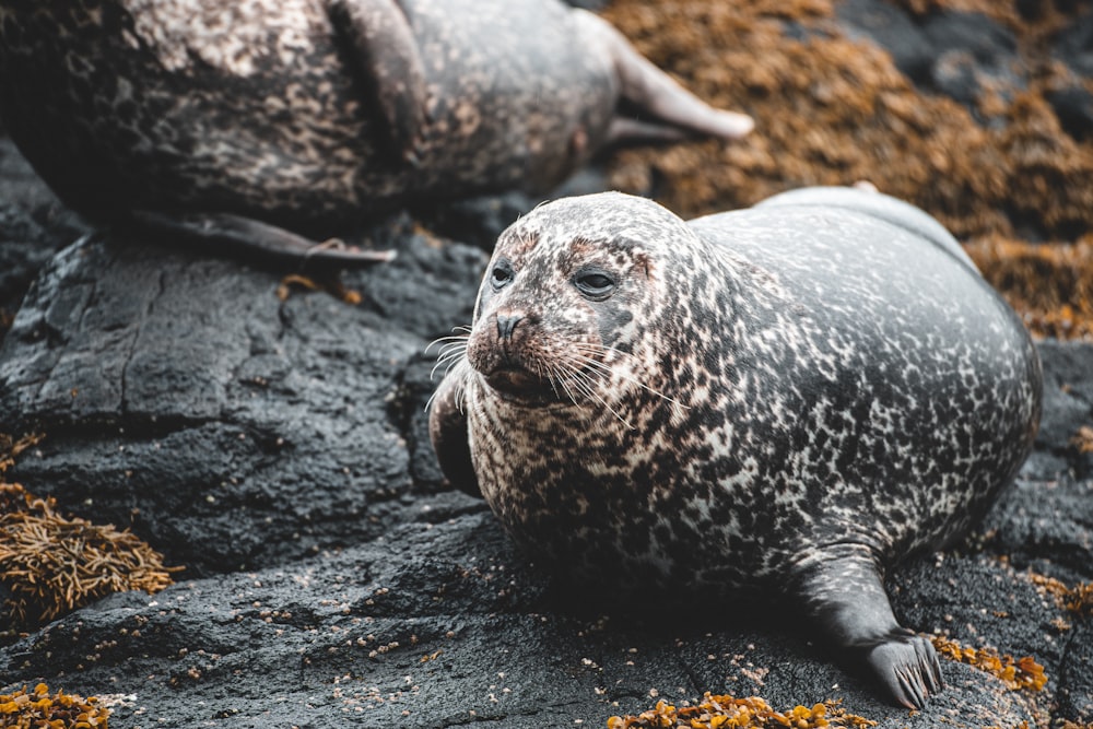 gray seal