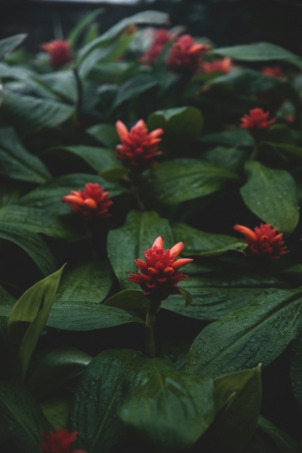 red petaled flowers