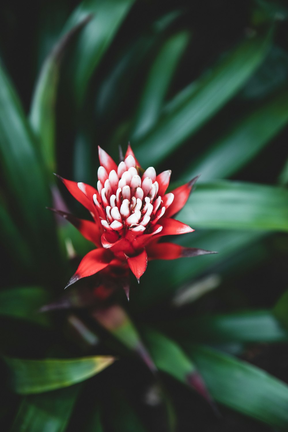 close-up photography of red petaled flower