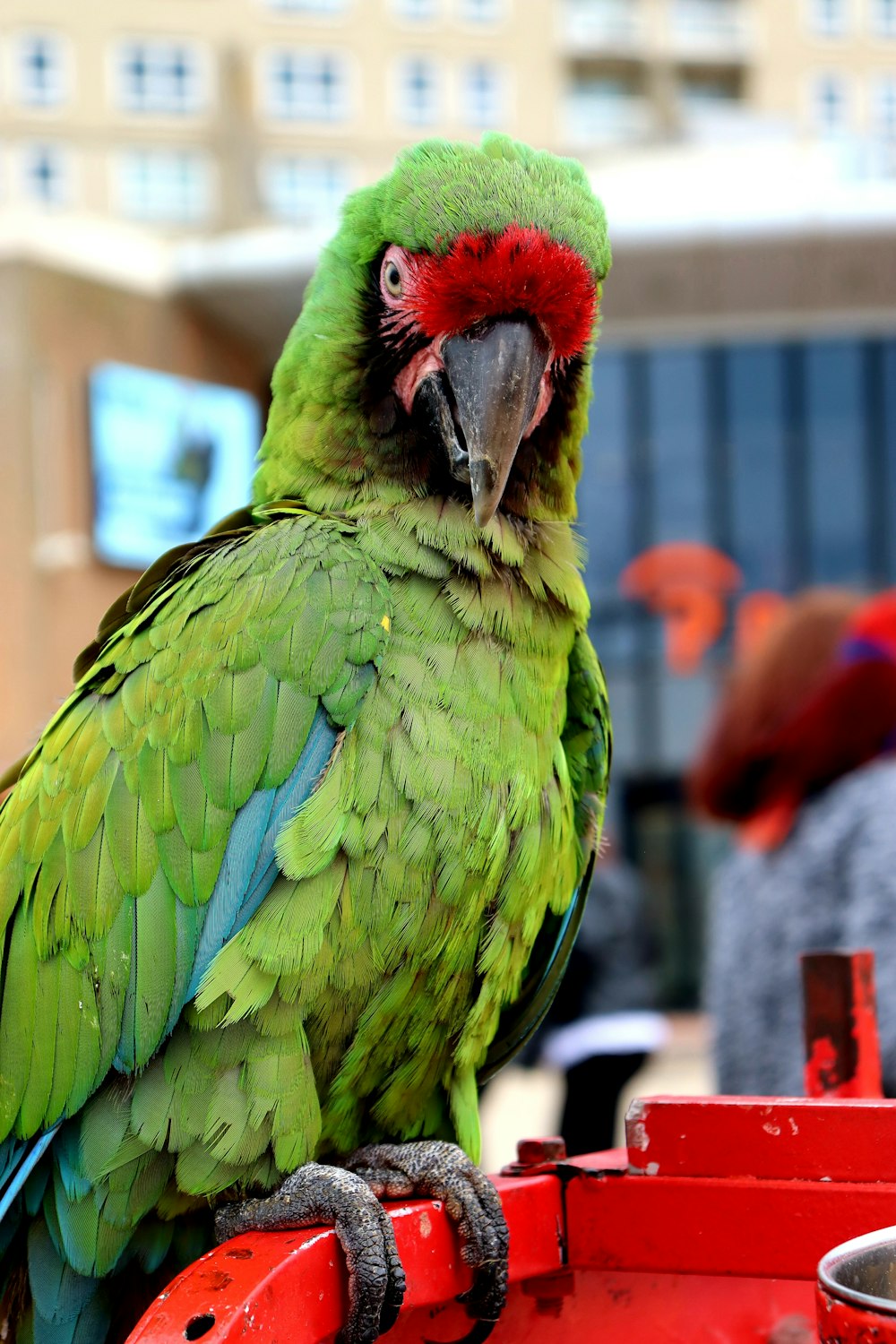 green and blue parrot photograph