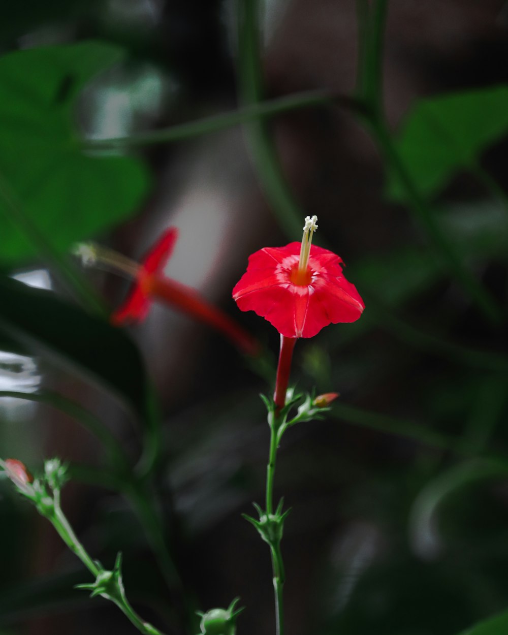 selective focus photo of red-petaled flower