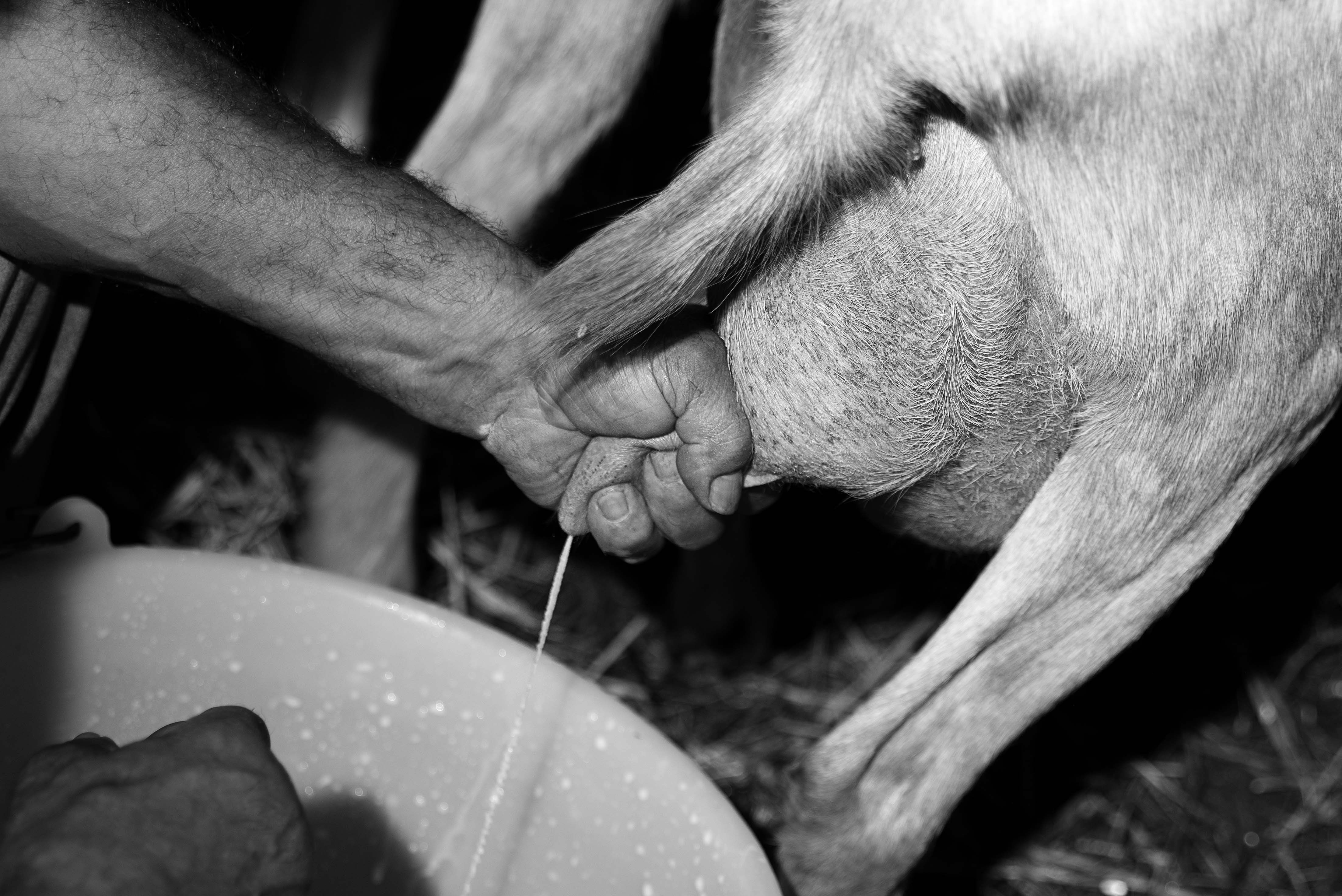 Keju Susu Kambing Sejati Farm: Dari Peternakan Kami ke Meja Anda