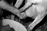 A close-up view of a person's hand milking a goat, with the goat's udder clearly visible. Milk is being squeezed into a bucket below, with a string of milk in mid-air. The image is in black and white, highlighting the textures of the skin and fur.