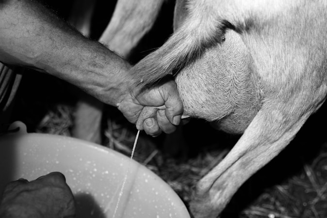 Understanding Milking Machine Equipment: A Comprehensive Guide