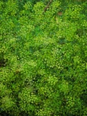 A dense, vibrant cluster of green foliage with delicate, small leaves and intricate branching patterns. The lush vegetation displays various shades of green, suggesting a healthy and thriving plant environment.