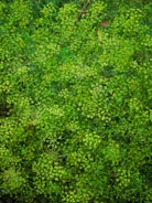 A dense, vibrant cluster of green foliage with delicate, small leaves and intricate branching patterns. The lush vegetation displays various shades of green, suggesting a healthy and thriving plant environment.