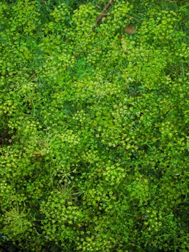 A dense, vibrant cluster of green foliage with delicate, small leaves and intricate branching patterns. The lush vegetation displays various shades of green, suggesting a healthy and thriving plant environment.