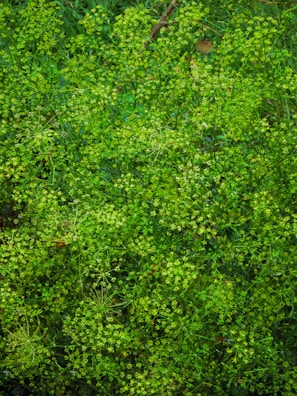 A dense, vibrant cluster of green foliage with delicate, small leaves and intricate branching patterns. The lush vegetation displays various shades of green, suggesting a healthy and thriving plant environment.