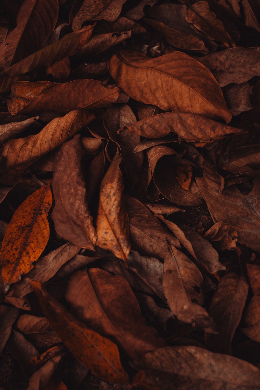 brown leaves