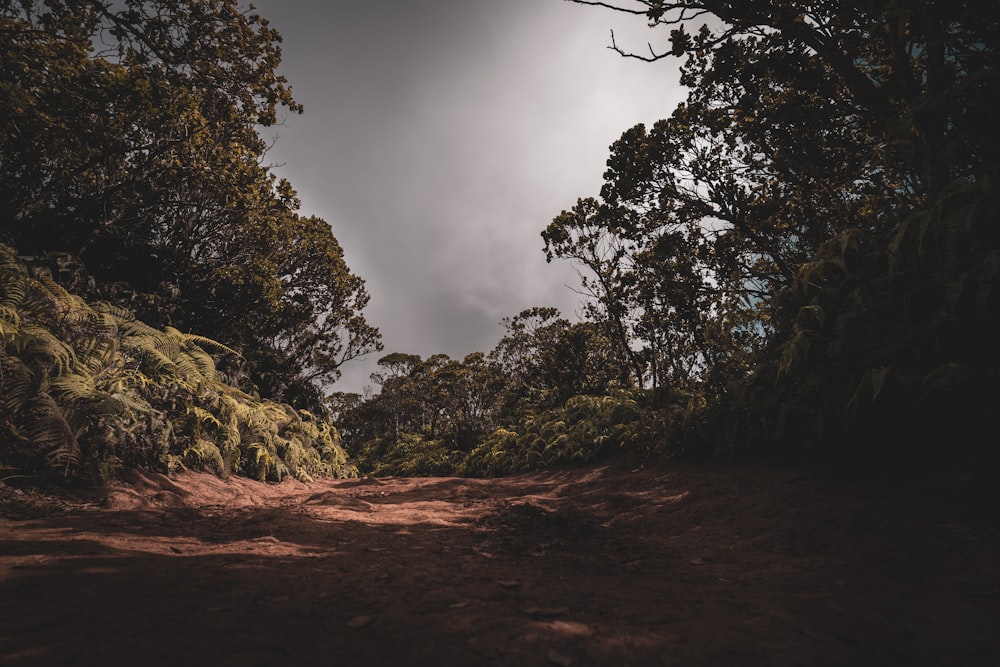 a dirt road surrounded by trees under a cloudy sky