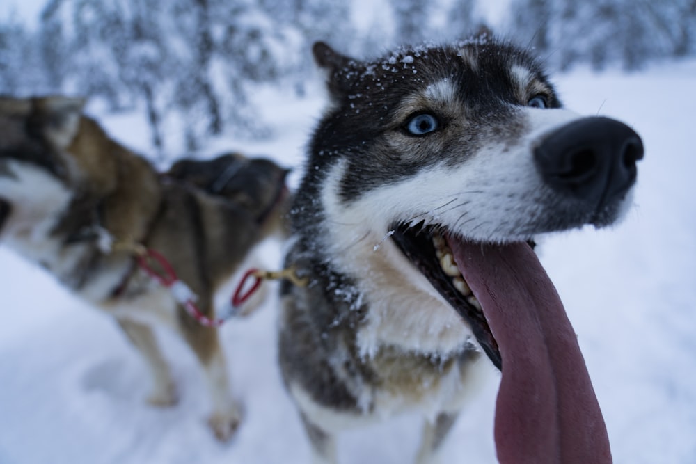 two Siberian huskies on snowfield