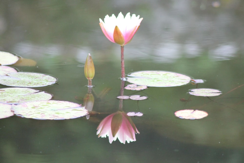 pink and white water lily