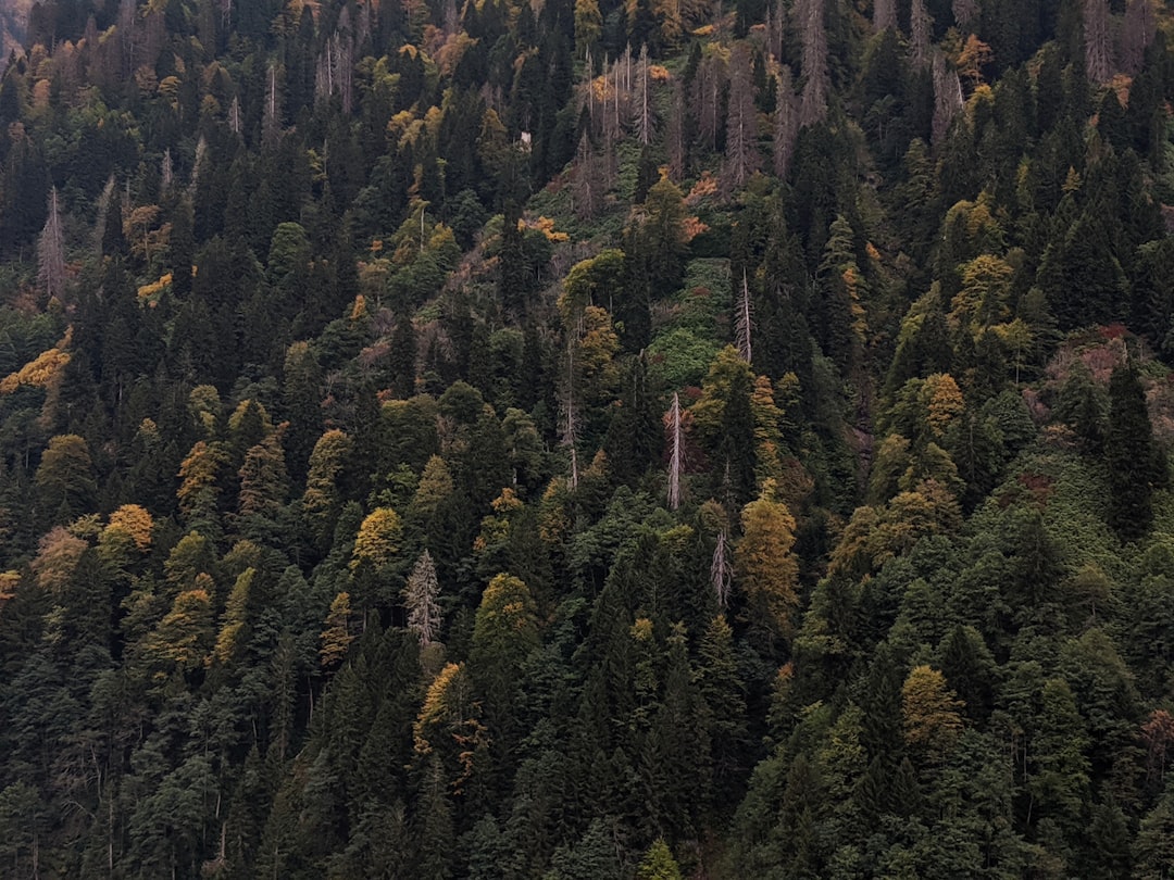 Tropical and subtropical coniferous forests photo spot Ayder Yaylası Yolu Rize