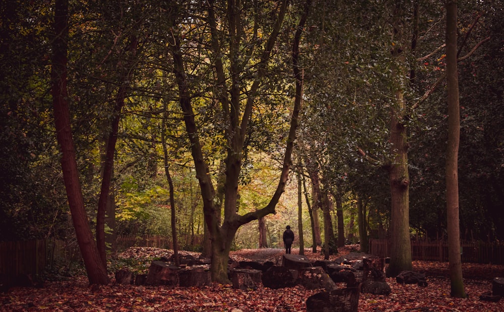 green leafed trees