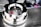 A shiny chrome car part features a cap with an embossed horse emblem and vertical red, white, and blue stripes. The polished surface reflects its surroundings, indicating cleanliness and attention to detail. The background is slightly blurred, focusing attention on the central object.