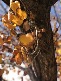 Close-up of a professional pruning fruit tree branches on a sunny day.