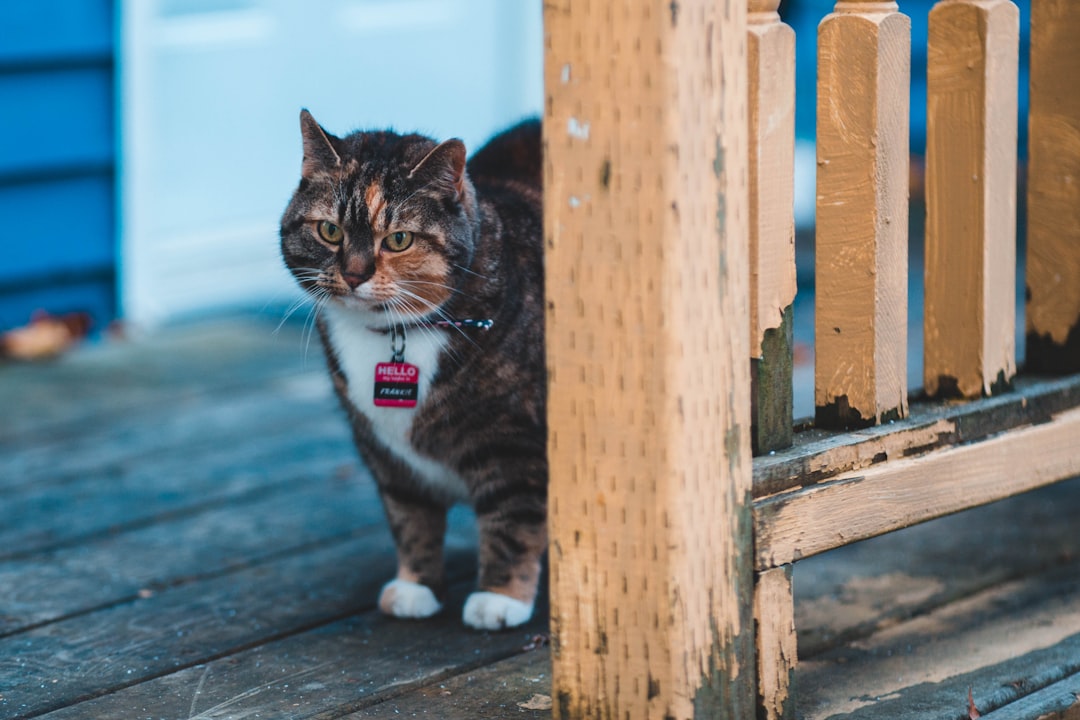 brow and white cat