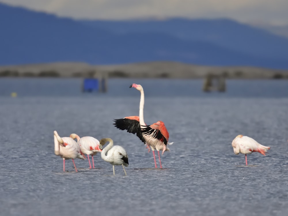 white and pink birds during daytime