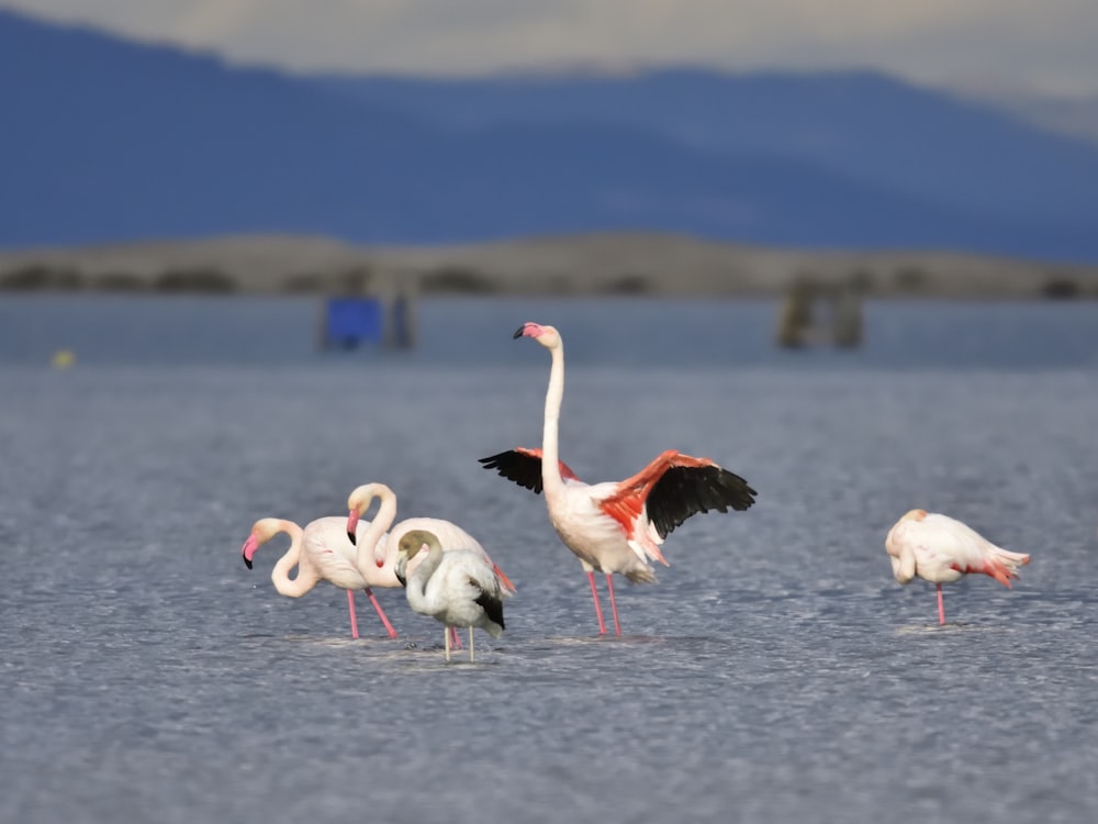 flamingos on body of water during daytime