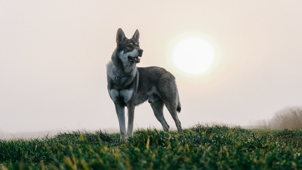 gray wolf standing on grass
