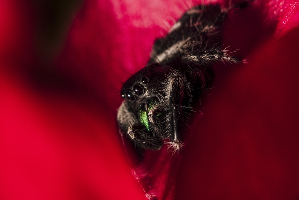 fotografia de foco raso da aranha preta