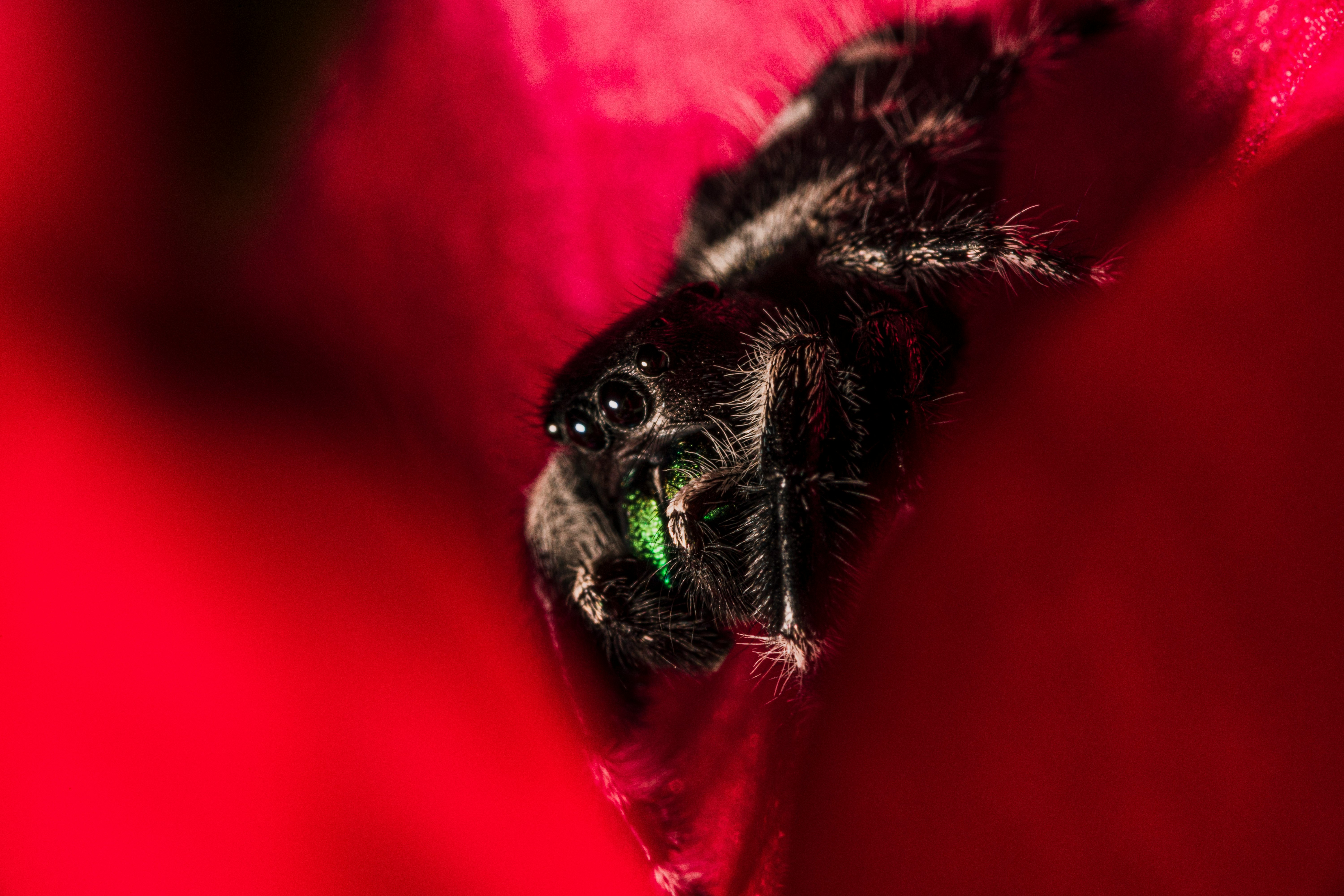 This is a bold jumping spider (Phidippus audax) resting on the petals of an azalea flower. I set this up with color theory in mind; the green iridescence of the chelicerae and the magenta-red petals of the azalea go great together!