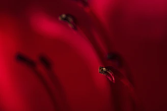 An artistic close-up of flower-tipped arrows symbolizing desire and fertility.