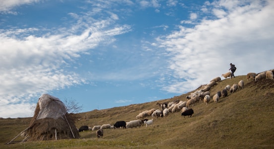 A shepherd is herding a flock of sheep across a grassy hillside. The scene includes a tall haystack covered with fabric, situated on the left side. The sky is clear with scattered clouds, providing a serene and rural atmosphere.