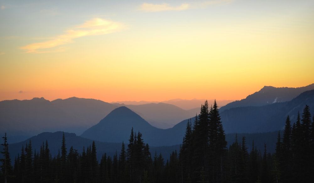 trees and mountains during golden hour