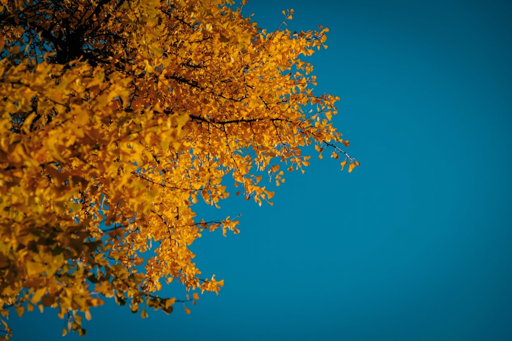 brown-leafed tree during daytime