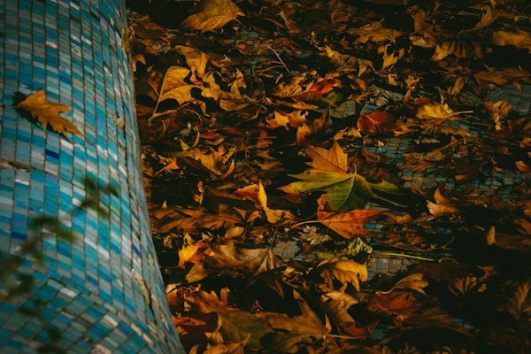 Fallen autumn leaves covering the tiled edge and surface of an untended pool