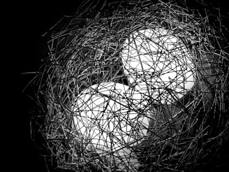 nest and lights grayscale photo