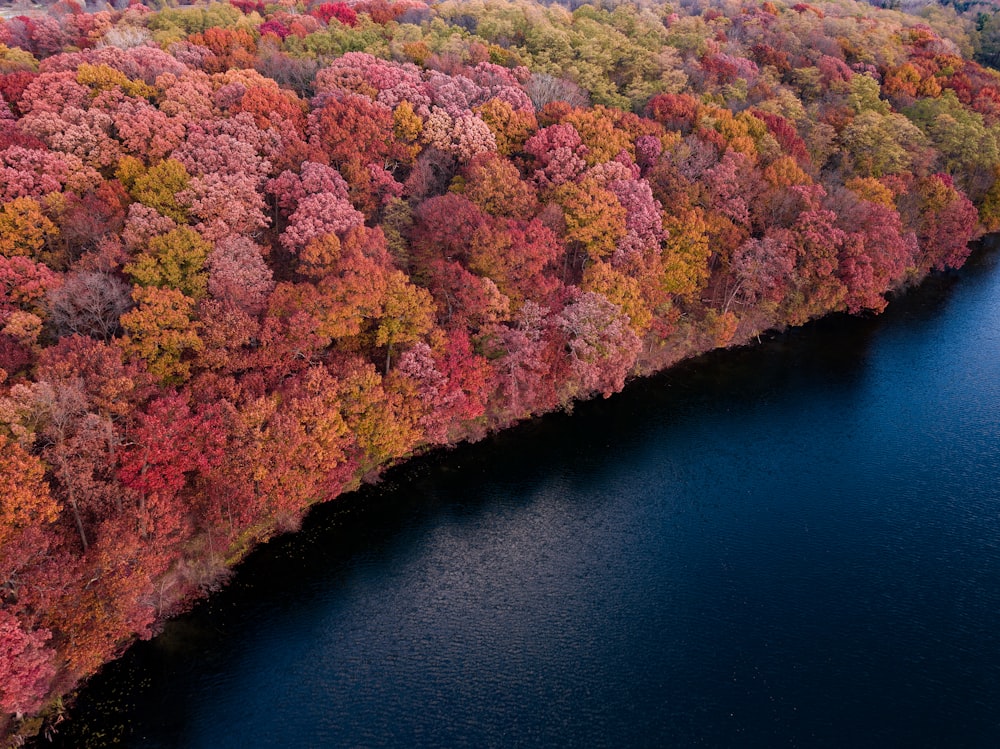 Fotografía aérea de un bosque cerca de un cuerpo de agua
